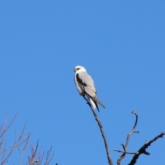 Elanus axillaris (Black-shouldered Kite) at Fyshwick, ACT - 26 Jul 2024 by MB