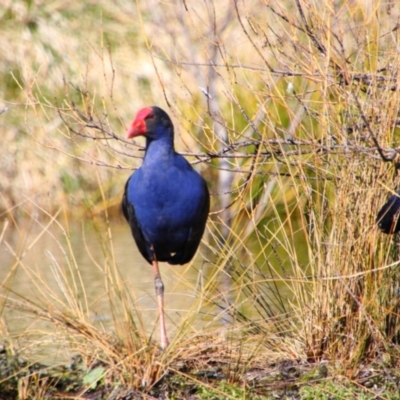 Porphyrio melanotus (Australasian Swamphen) at Fyshwick, ACT - 26 Jul 2024 by MB