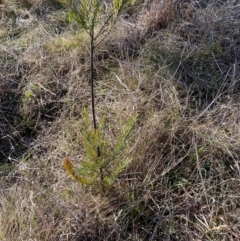 Acacia sp. at Hughes, ACT - 26 Jul 2024 by ruthkerruish