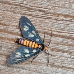 Amata (genus) at Bamaga, QLD - 26 Jul 2024 by Mike