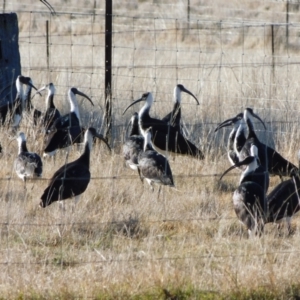 Threskiornis spinicollis at Symonston, ACT - 26 Jul 2024