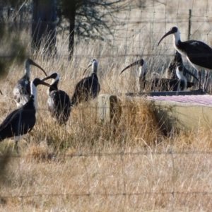 Threskiornis spinicollis at Symonston, ACT - 26 Jul 2024