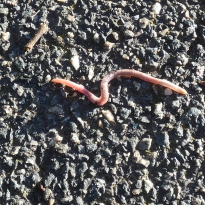 Oligochaeta (class) (Unidentified earthworm) at Queanbeyan West, NSW - 26 Jul 2024 by Paul4K