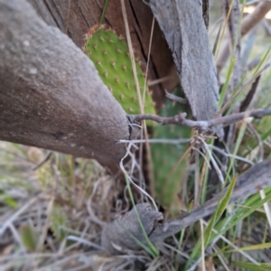 Opuntia elata at Hackett, ACT - 23 Jul 2024 05:16 PM