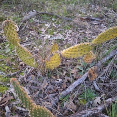 Opuntia elata at Hackett, ACT - 23 Jul 2024 05:16 PM