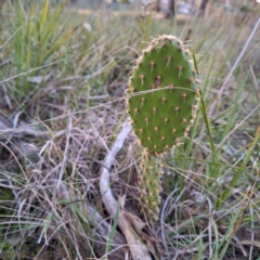 Opuntia elata at Hackett, ACT - 23 Jul 2024 05:16 PM