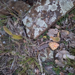 Opuntia elata at Hackett, ACT - 23 Jul 2024 05:16 PM