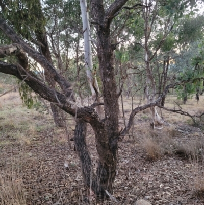 Eucalyptus polyanthemos subsp. vestita (Red Box) at Wanniassa, ACT - 26 Jul 2024 by AlexSantiago