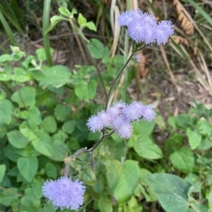 Ageratum houstonianum at Cleveland, QLD - 26 Jul 2024 03:56 PM