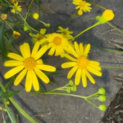 Senecio madagascariensis (Madagascan Fireweed, Fireweed) at Narellan, NSW - 26 Jul 2024 by Hejor1