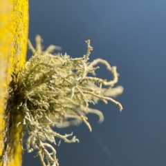 Usnea sp. (genus) (Bearded lichen) at Wilton, NSW - 26 Jul 2024 by Hejor1