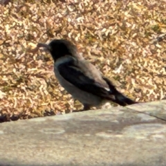 Cracticus torquatus (Grey Butcherbird) at Wilton, NSW - 26 Jul 2024 by Hejor1