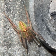 Araneus talipedatus (Slender green orb-weaver) at Goulburn Mulwaree Council - 26 Jul 2024 by Hejor1