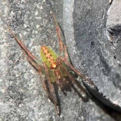 Araneus talipedatus (Slender green orb-weaver) at Goulburn Mulwaree Council - 26 Jul 2024 by Hejor1