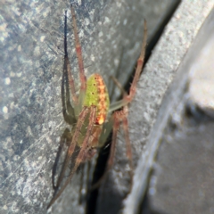 Araneus talipedatus at Goulburn, NSW - 26 Jul 2024 11:37 AM