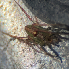 Araneus talipedatus at Goulburn, NSW - 26 Jul 2024 11:37 AM