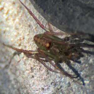 Araneus talipedatus at Goulburn, NSW - 26 Jul 2024 11:37 AM