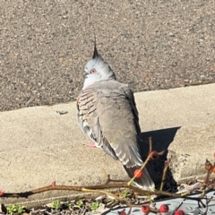 Ocyphaps lophotes (Crested Pigeon) at Goulburn Mulwaree Council - 26 Jul 2024 by Hejor1