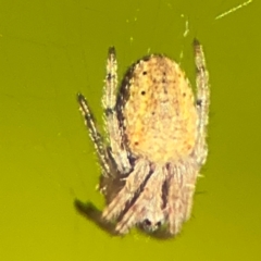 Araneidae (family) at Goulburn Mulwaree Council - 26 Jul 2024 by Hejor1