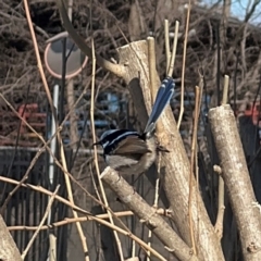 Malurus cyaneus (Superb Fairywren) at Goulburn Mulwaree Council - 26 Jul 2024 by Hejor1