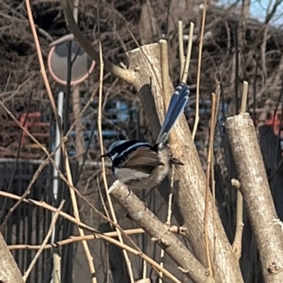 Malurus cyaneus (Superb Fairywren) at Goulburn, NSW - 26 Jul 2024 by Hejor1