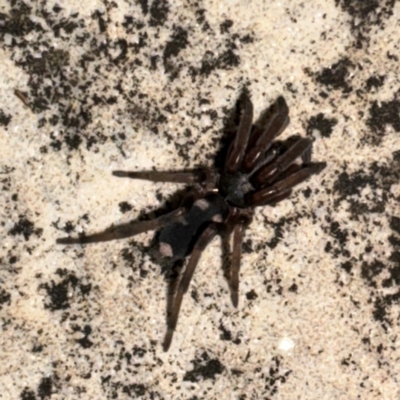 Lampona cylindrata (White-tailed Spider) at Greenleigh, NSW - 26 Jul 2024 by Hejor1