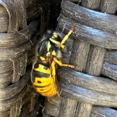 Vespula germanica (European wasp) at Greenleigh, NSW - 26 Jul 2024 by Hejor1