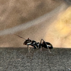 Colobopsis gasseri at Greenleigh, NSW - 25 Jul 2024 02:34 PM