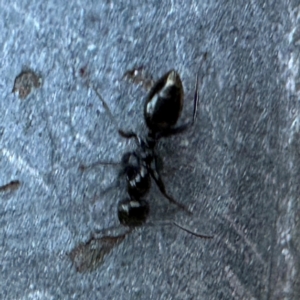 Colobopsis gasseri at Greenleigh, NSW - 25 Jul 2024 02:34 PM