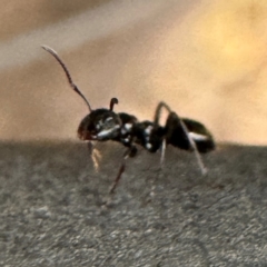 Colobopsis gasseri at Greenleigh, NSW - 25 Jul 2024 02:34 PM