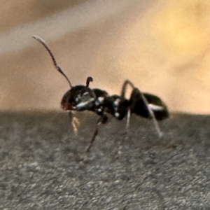 Colobopsis gasseri at Greenleigh, NSW - 25 Jul 2024 02:34 PM