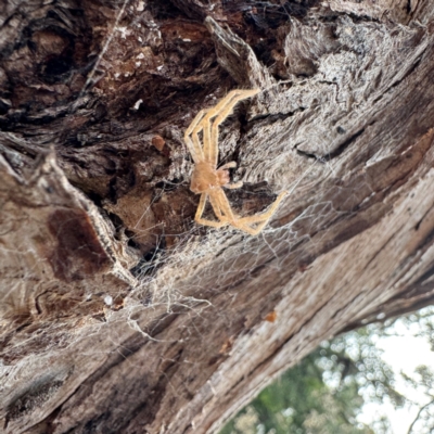 Sparassidae (family) (A Huntsman Spider) at Greenleigh, NSW - 25 Jul 2024 by Hejor1