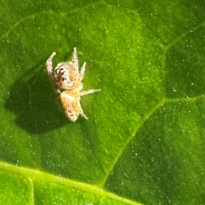 Opisthoncus grassator at Pialligo, ACT - 25 Jul 2024