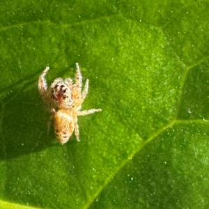 Opisthoncus grassator at Pialligo, ACT - 25 Jul 2024