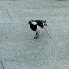 Grallina cyanoleuca (Magpie-lark) at Canberra Airport, ACT - 25 Jul 2024 by Hejor1