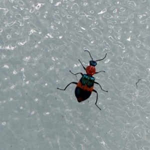 Dicranolaius bellulus at Canberra Airport, ACT - 25 Jul 2024