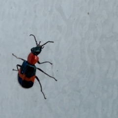 Dicranolaius bellulus at Canberra Airport, ACT - 25 Jul 2024