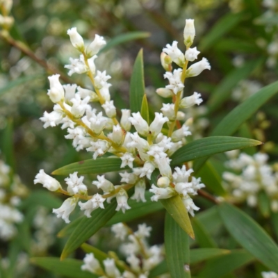 Leucopogon affinis (Lance Beard-heath) at Sassafras, NSW - 16 Aug 2023 by RobG1