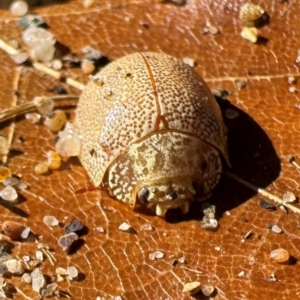 Paropsis atomaria at Russell, ACT - 24 Jul 2024