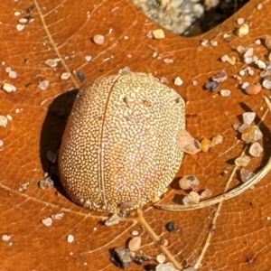 Paropsis atomaria at Russell, ACT - 24 Jul 2024