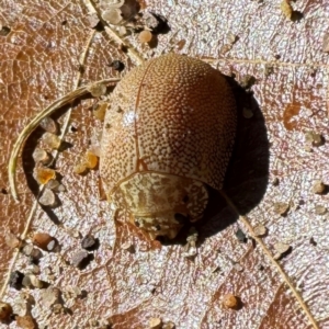 Paropsis atomaria at Russell, ACT - 24 Jul 2024