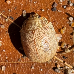 Paropsis atomaria at Russell, ACT - 24 Jul 2024