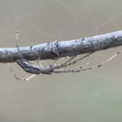 Tetragnatha sp. (genus) (Long-jawed spider) at Russell, ACT - 22 Jul 2024 by Hejor1