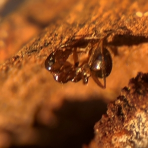 Formicidae (family) at Russell, ACT - 22 Jul 2024 04:41 PM