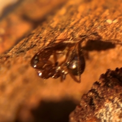 Formicidae (family) at Russell, ACT - 22 Jul 2024 04:41 PM