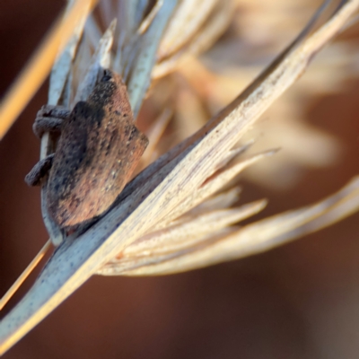 Gonipterus sp. (genus) (Eucalyptus Weevil) at Russell, ACT - 22 Jul 2024 by Hejor1