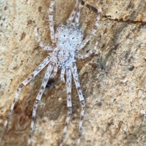 Tamopsis sp. (genus) at Russell, ACT - 22 Jul 2024