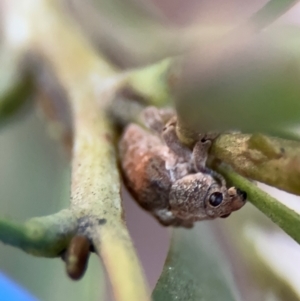 Gonipterus sp. (genus) at Russell, ACT - 22 Jul 2024