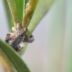 Gonipterus sp. (genus) at Russell, ACT - 22 Jul 2024