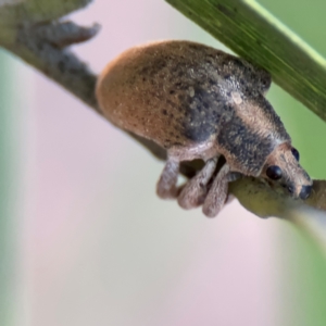 Gonipterus sp. (genus) at Russell, ACT - 22 Jul 2024